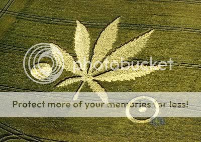 Crop-Circles-marijuana-leaf.jpg