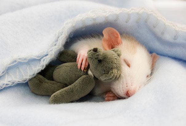 cuddle-rats-1.jpg