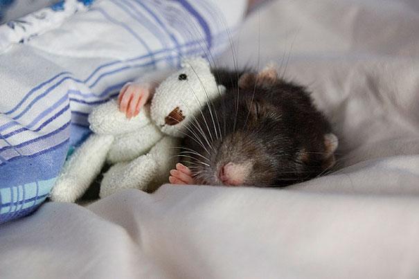 cuddle-rats-3.jpg