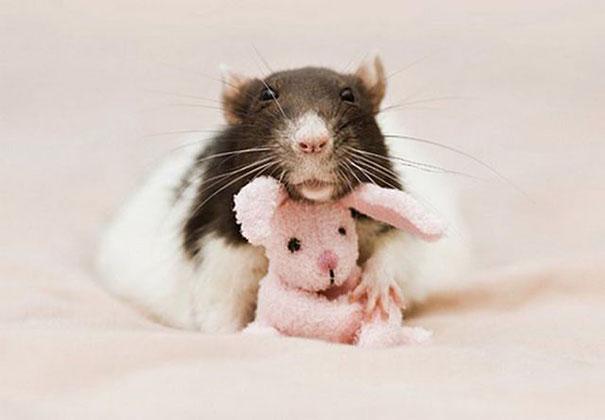 cuddle-rats-4.jpg