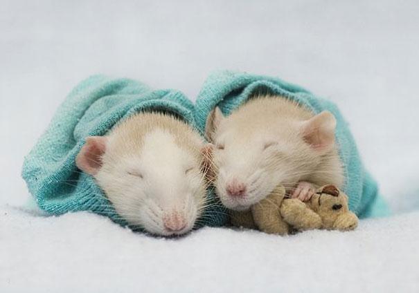 cuddle-rats-8.jpg