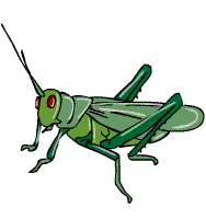 green-grasshopper-species-grasshopper.png