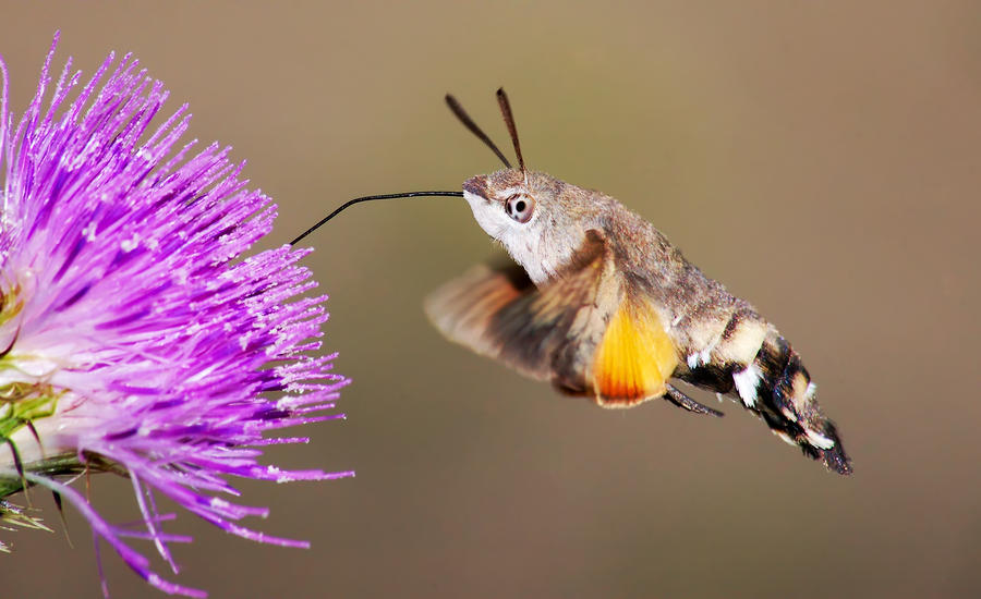 hummingbird-hawk-moth-mircea-costina.jpg
