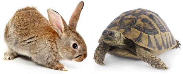 tortoise-hare.jpg