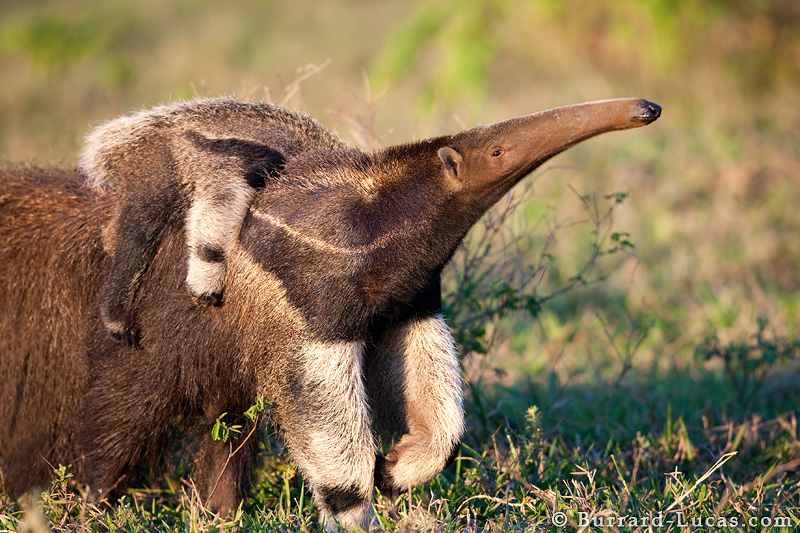 anteater_smelling.jpg