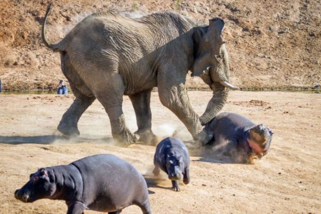 angry_elephant_confronts_a_hippo_mom_and_kids_640_05.jpg