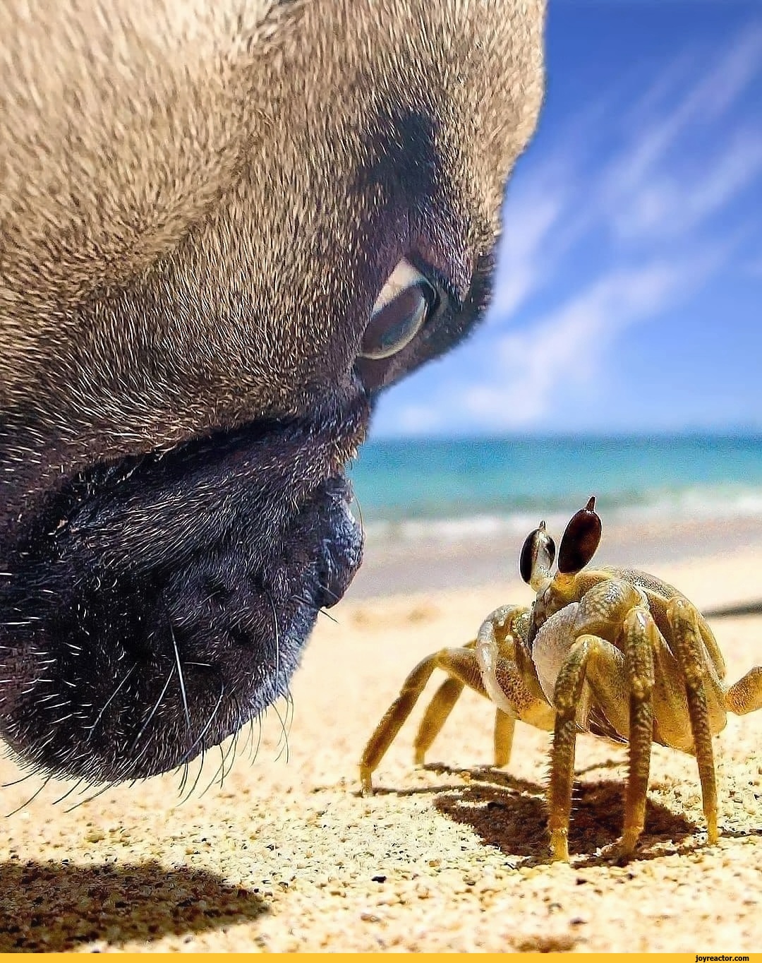 crab-dog-curiosity-funny-6830778.jpeg