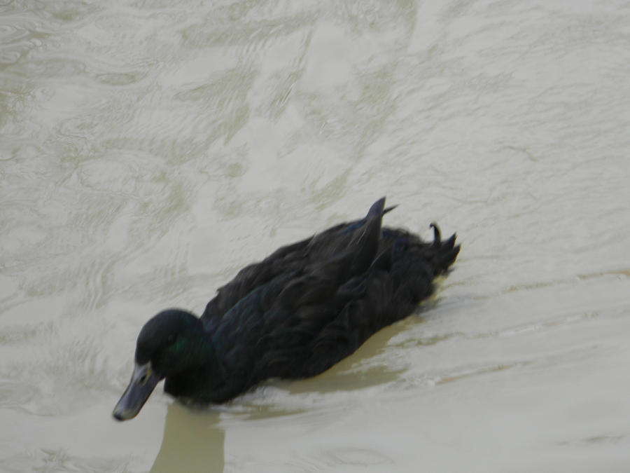 small_and_lonely_black_duck_by_endelishay-d4nmggk.jpg