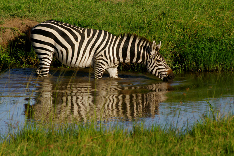 maasai-mara-kenya-zebra-drinking-reflection-big.jpg