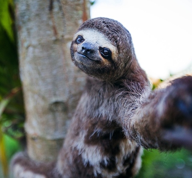 23-funniest-animal-selfies-8.jpg