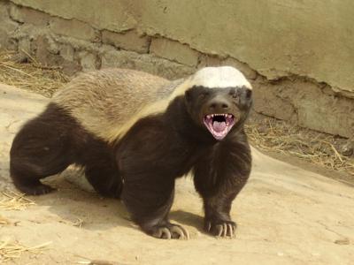 why-the-honey-badger-is-the-most-fearless-ani-L-janoCO.jpeg