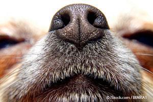 dog-sense-smell.jpg