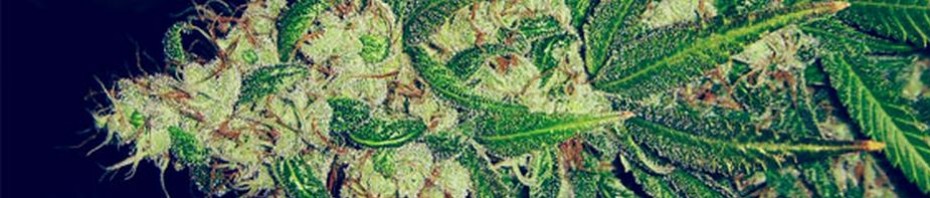 cropped-marijuana-banner.jpg