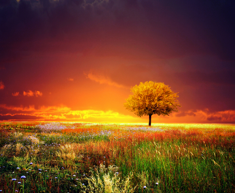 sunset_tree_i_by_kokoszkaa-d6xbjj4.jpg