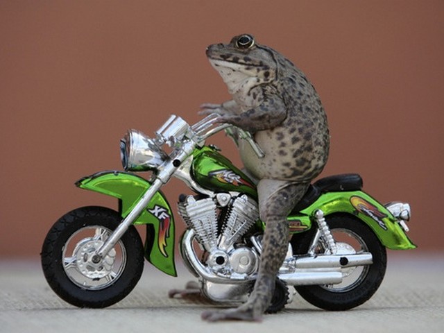 Froggy-on-a-motorcycle.jpg