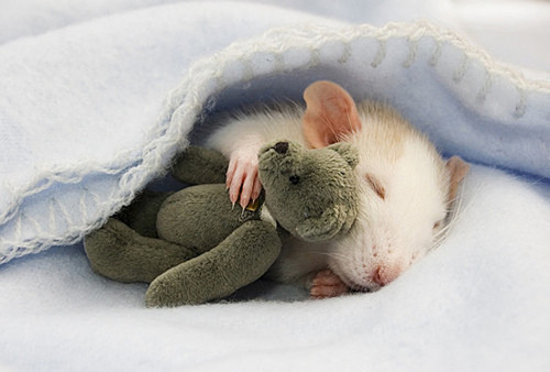 mouse-blanket-bear.jpg