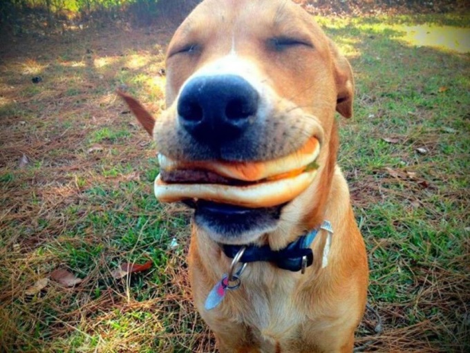 Dog_and_his_Burger_Img01.jpg