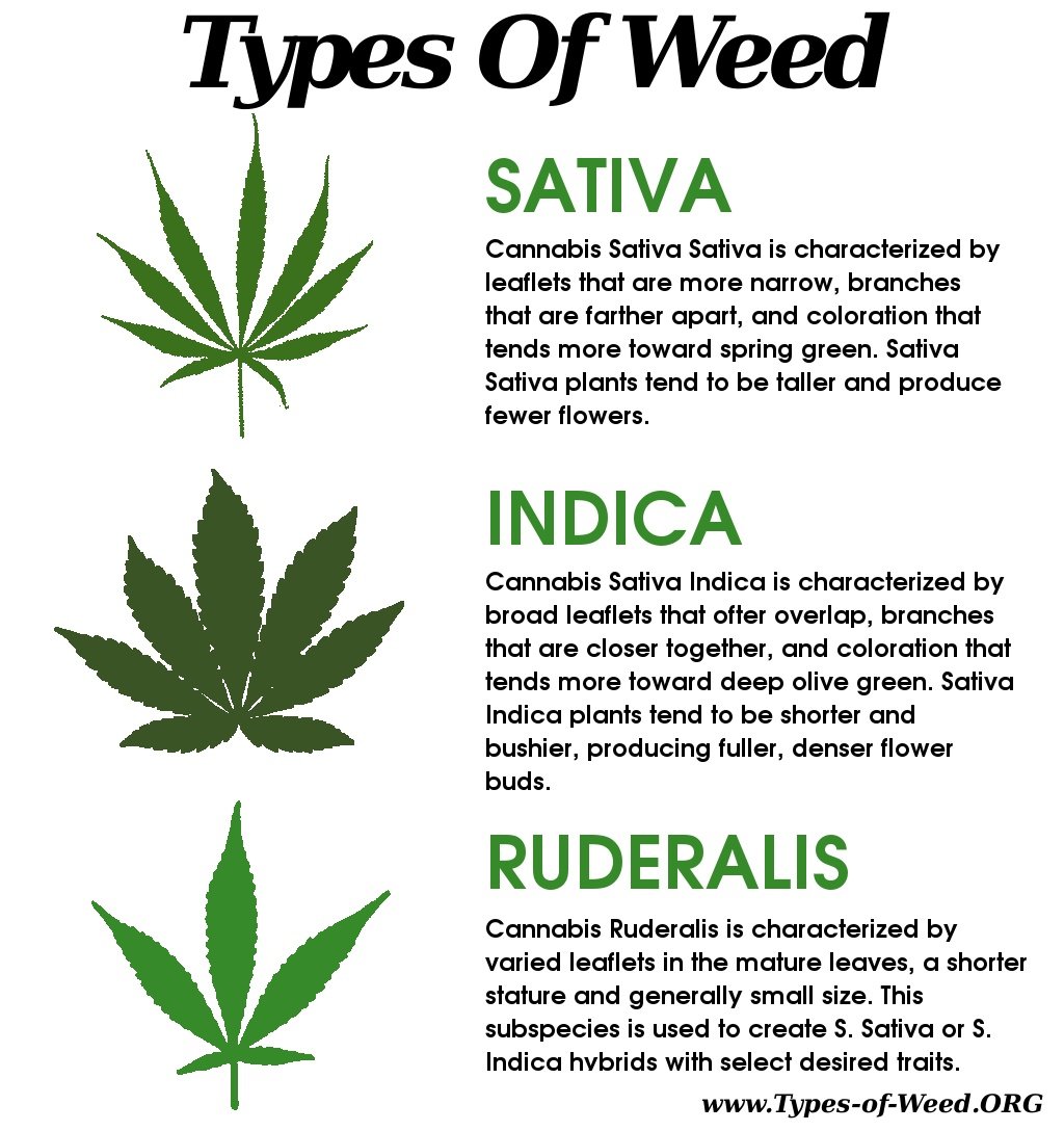 Everything-you-ever-needed-to-know-about-cannabis-leaves-3-The-differences-between-sativa-indica-and-ruderalis-leaves.jpg