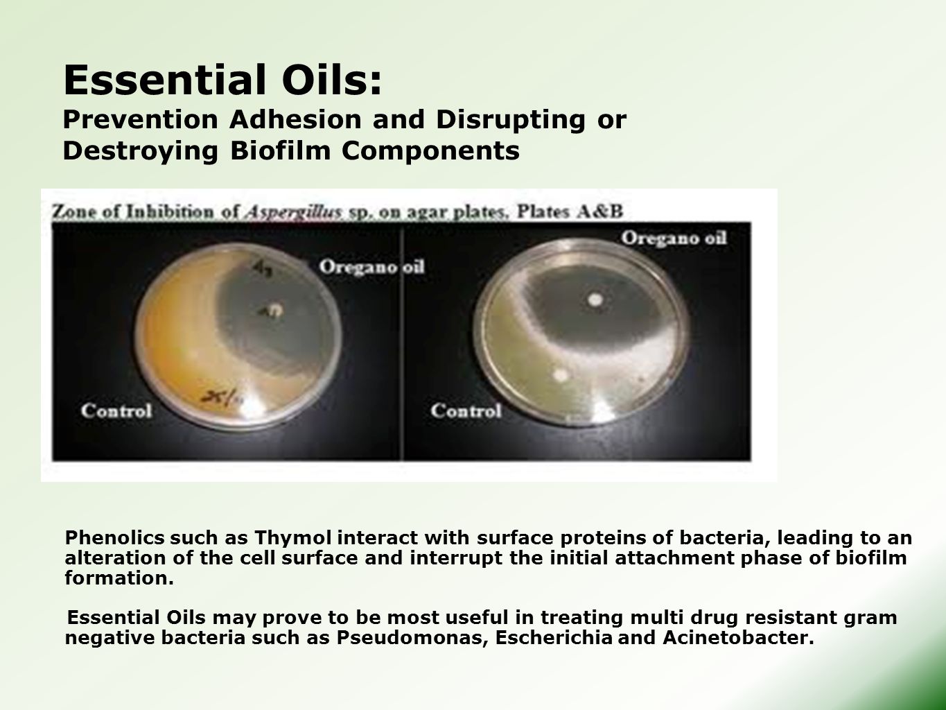 Essential+Oils:+Prevention+Adhesion+and+Disrupting+or+Destroying+Biofilm+Components..jpg