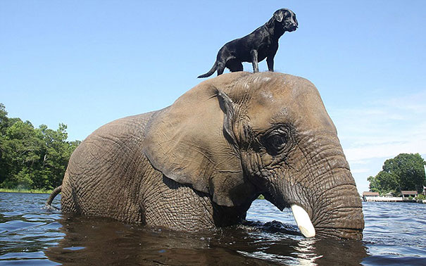 unusual-animal-friendship-3-1.jpg