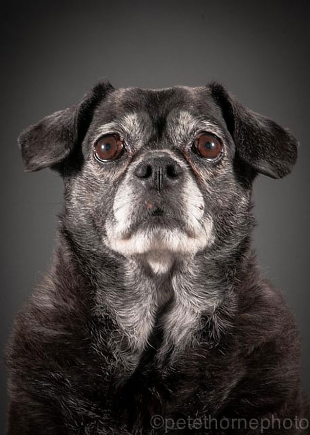 old-dog-portrait-photography-old-faithful-pete-thorne-15.jpg