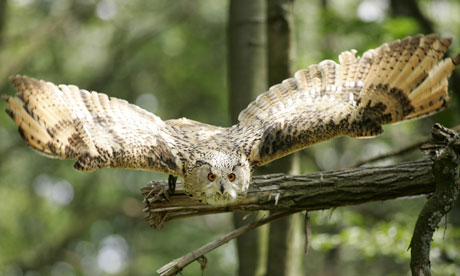European-eagle-owl-008.jpg