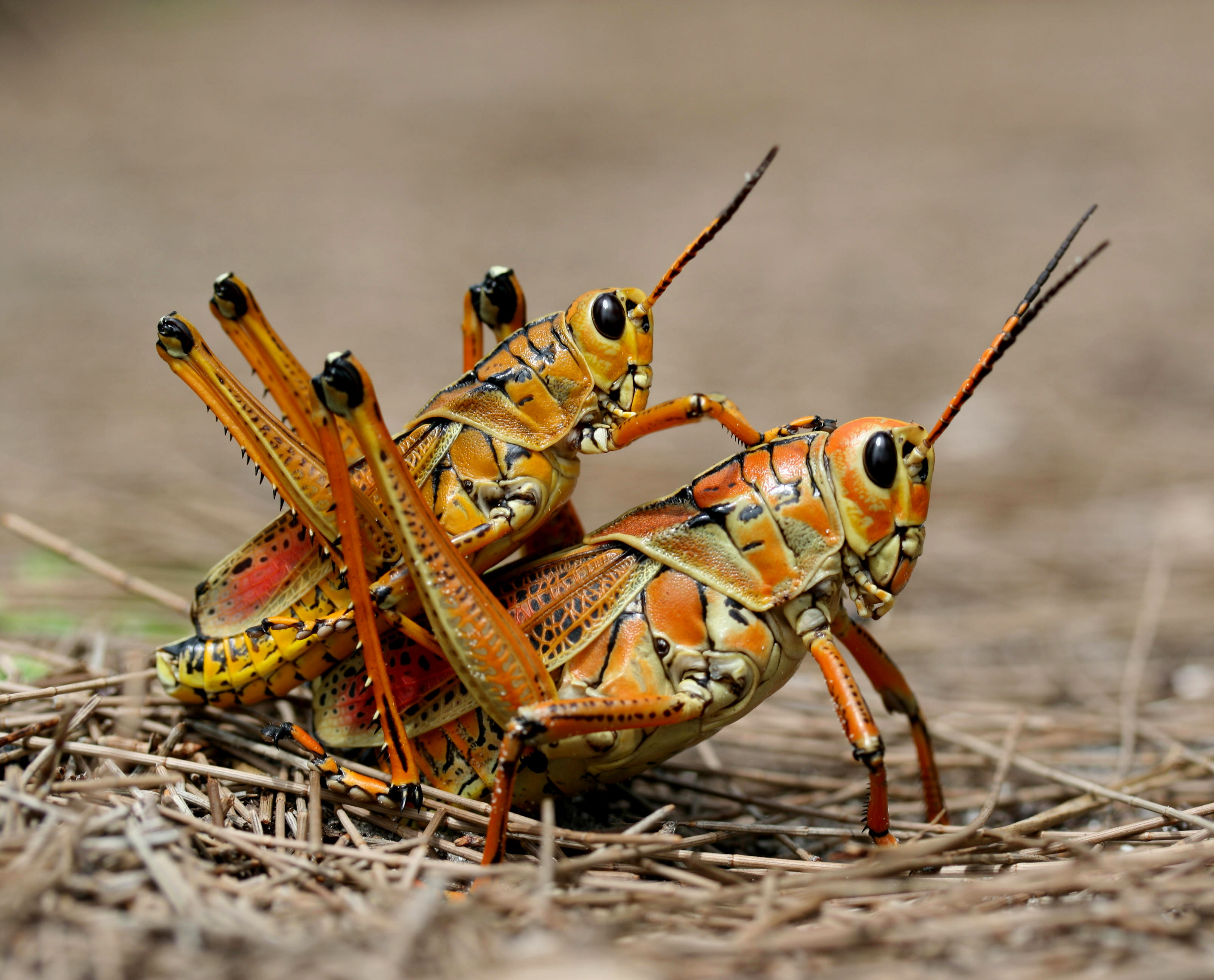 Two_eastern_Lubber_grasshopers_(Romalea_microptera),_mating.jpg