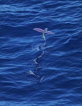 276px-Pink-wing_flying_fish.jpg
