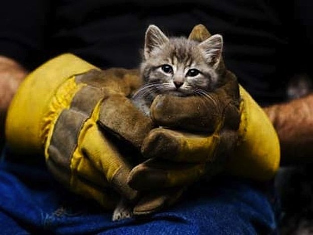 Animals-Being-Rescued-Photos-2.jpg