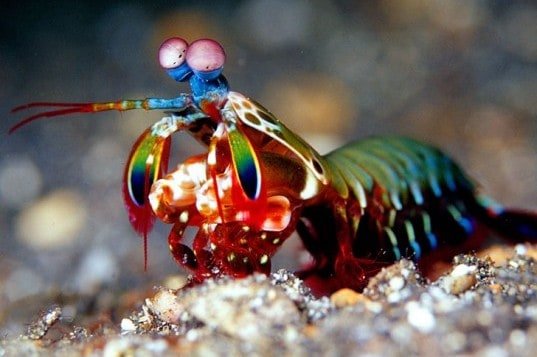 mantis-shrimp-body-armor-1-537x402-537x357.jpg