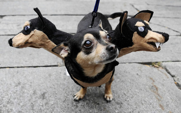 halloween-costumes-for-pets-12.jpg