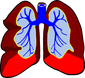 12442563481502601059healthy%20lungs.svg.med.png