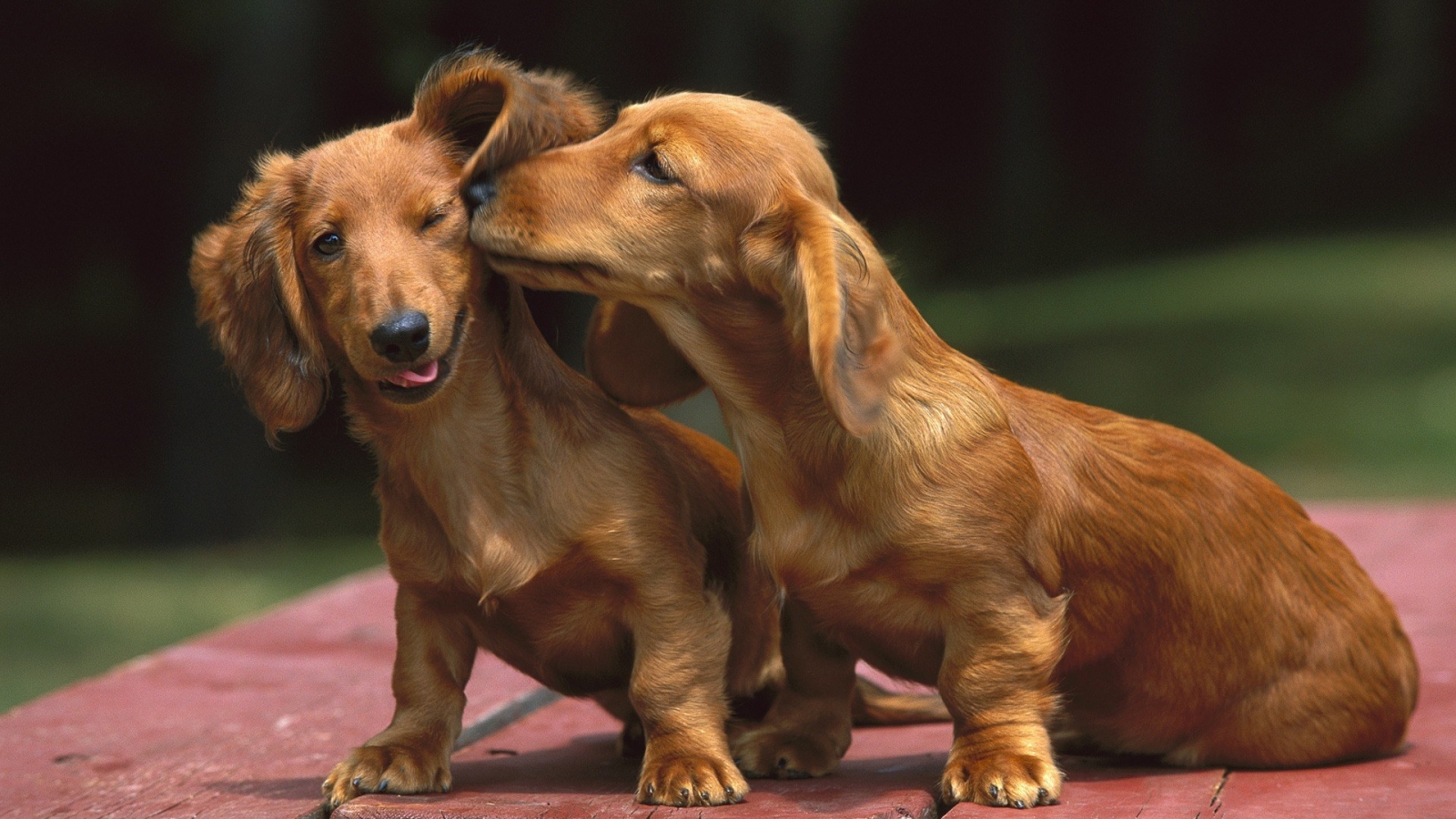 beautiful-dachshund-dogs-photo.jpeg
