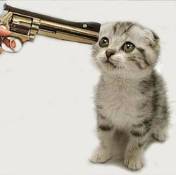 Kitten-gun.jpeg