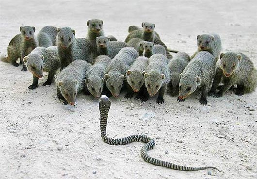 banded-mongooses-confront-cobra.jpg