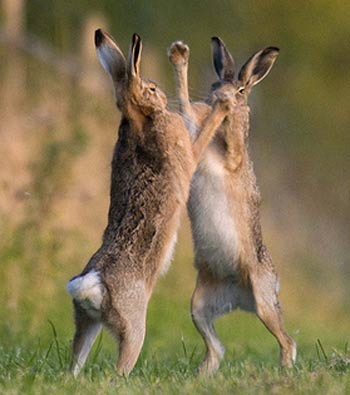 fighting-hares.jpg