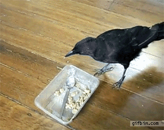 1354558512_crow_feeds_cat_and_dog.gif