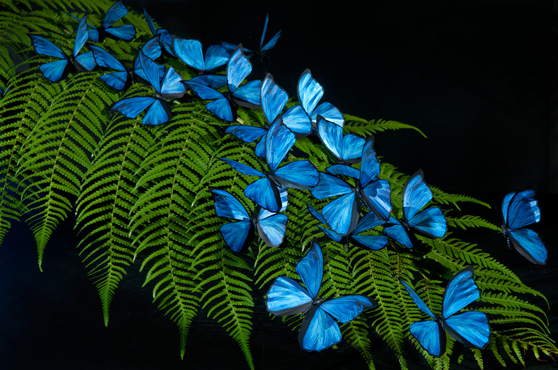 blue-morpho-butterflies.jpg