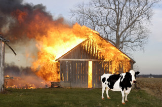 cow-fart-fire-barn-320x211.jpg