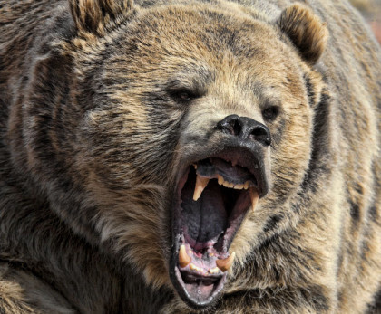 grizzly-bear-420x347.jpg