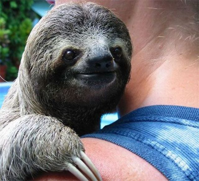 happy-sloth-is-happy.jpg