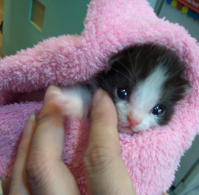 kitten-had-a-shower.jpg