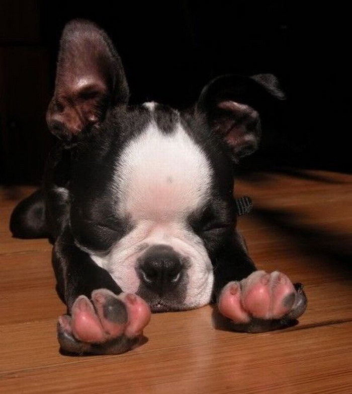 boston-terrier-puppy-is-stretching-big.jpg