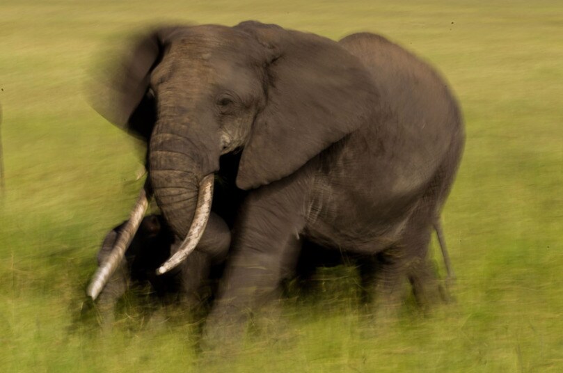 elephant-blur_3003705k.jpg