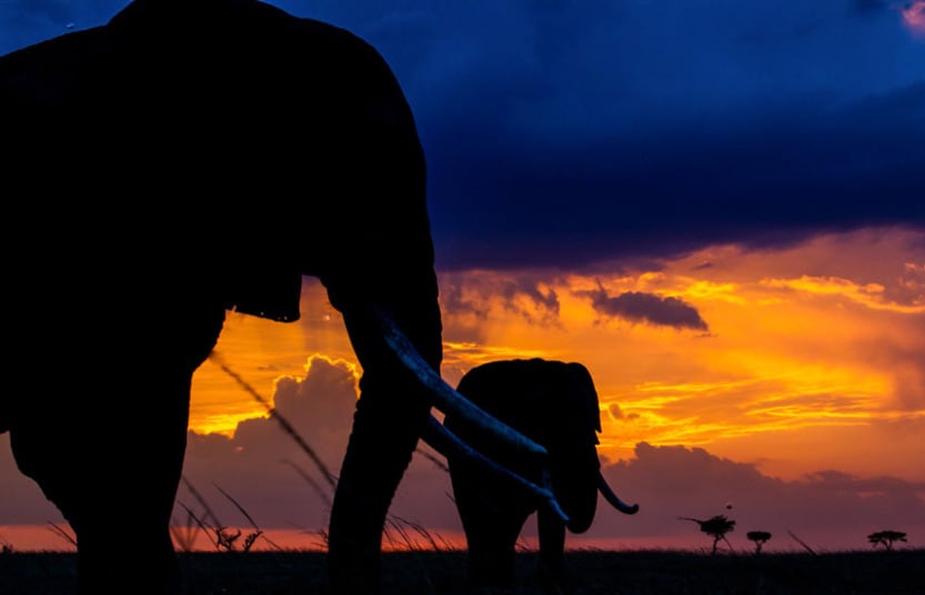 elephant-sunset_3003704k.jpg