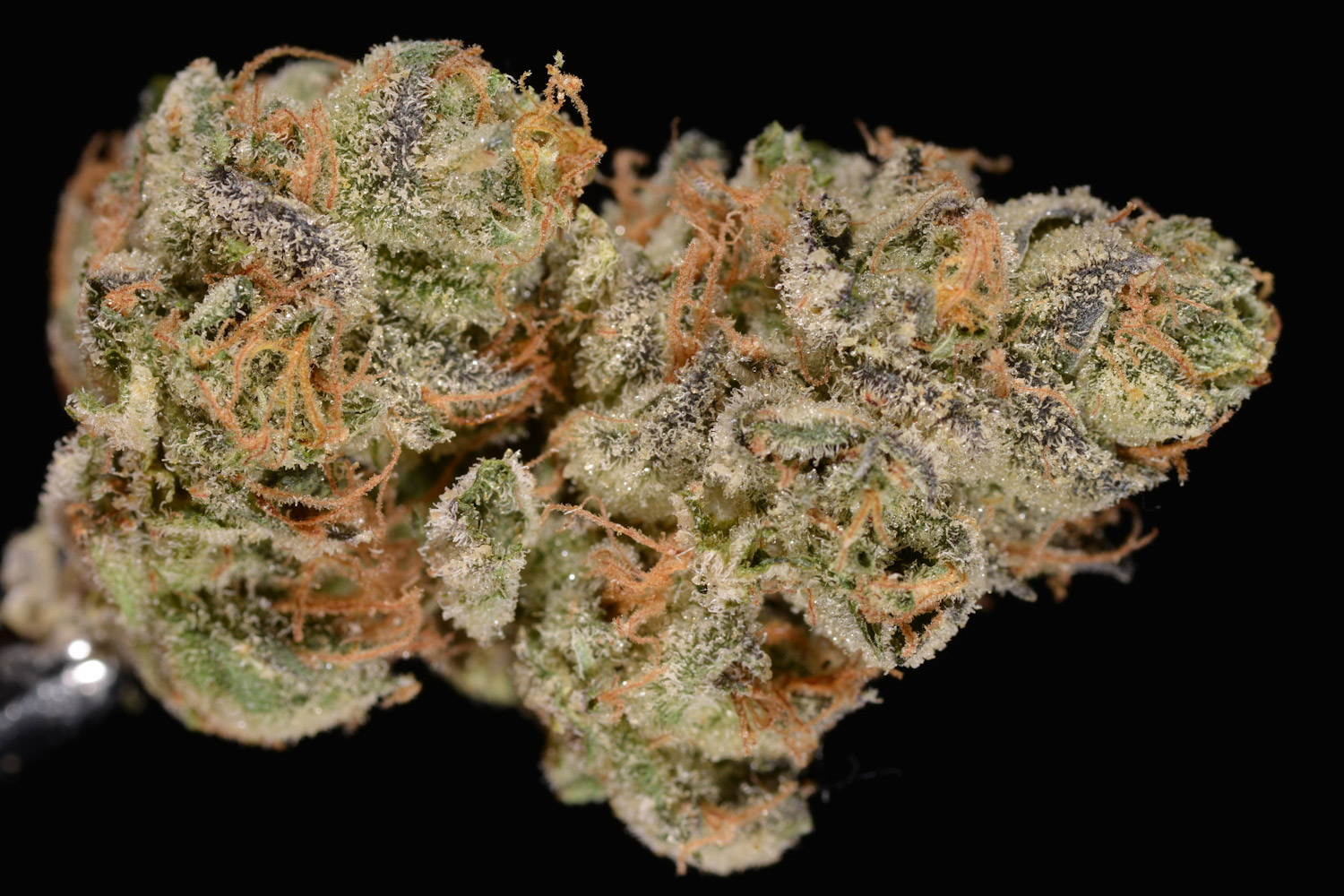 girl-scout-cookies-strain-theory.jpg