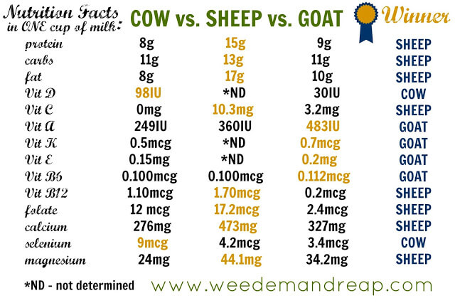 cow-vs-goat-vs-sheep.jpg