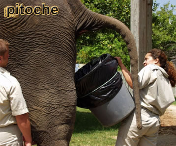 elephant-poop-catcher.jpg