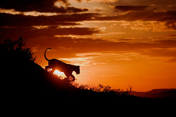 Silhouette-of-lioness-jumping-down-the-side-of-a-kopie-at-sunset-Seronera-Serengeti-Tanzania.jpg