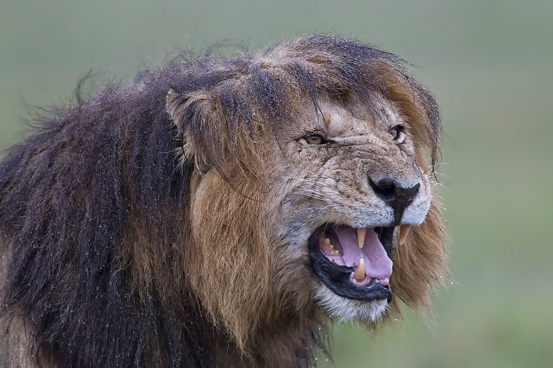 42.-Male-Lion-with-wet-mane-snarling-Masai-Mara-Kenya.jpg
